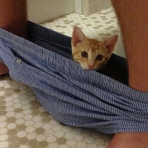 Why cats go crazy when we are on the loo