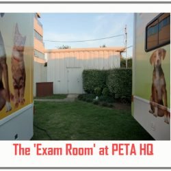 'Exam room' at PETA HQ