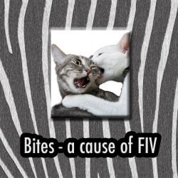 FIV cat life expectancy?