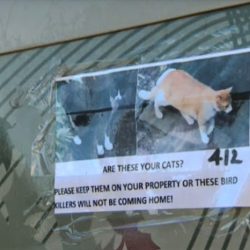 Threat to kill a cat in a poster