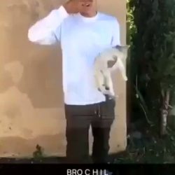 Teenage boy hurls kitten high onto road