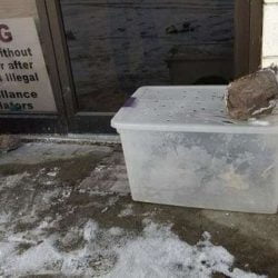 Cat relinquished to a shelter in plastic box in freezing conditions overnight