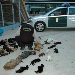 Shelter manager jailed for killing animals