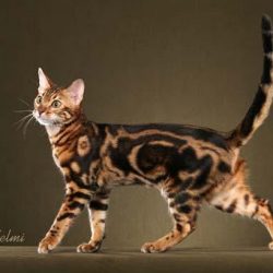 Bengal cat by Helmi Flick