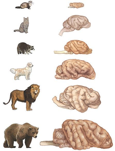 Brain size comparison amongst selection of carnivores