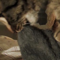 Cat biting, purring and kneading