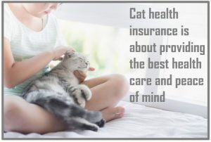 Cat health insurance