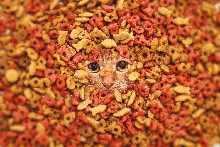 Cat in dry cat food