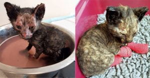 TLC restored this badly burnt kitten to health and happiness