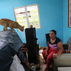 Cats in the aftermath of hurricane maria on puerto rico