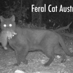 Feral cat Australia