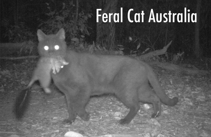 Feral cat Australia
