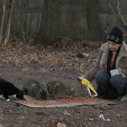 Feral cat colony protected by the authorities