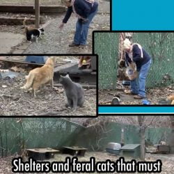 Feral cats and their shelters must be removed by Christmas Day