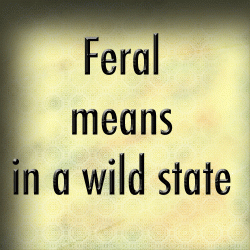 Feral means in a wild state