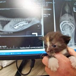 Kitten born without an anus gets one thanks to online crowdfunding