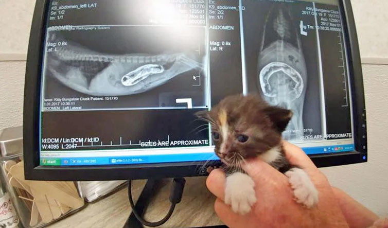 Kitten born without an anus gets one thanks to online crowdfunding