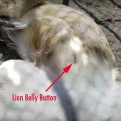Lion belly button