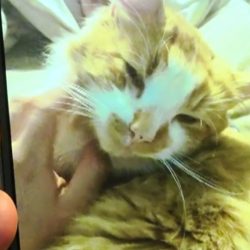Lost rescued cat cannot be reclaimed by owner