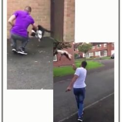 Man hurls cats into air against walls for kicks
