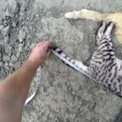 Morgan Score cat killing competition