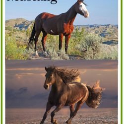 Mustangs of America's West