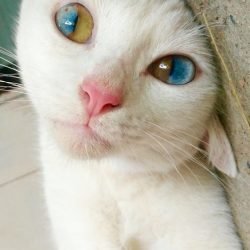 Odd-eye color in each eye of this cat