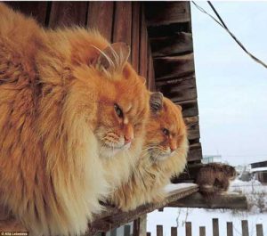 Siberian cat in Siberia