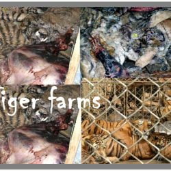 Tiger Farms