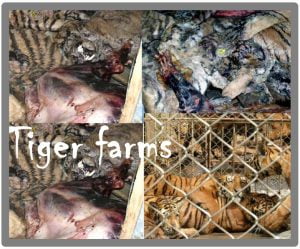 Tiger Farms