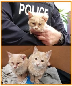 Two cats rescued in freezing conditions