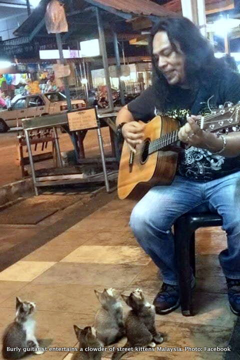 Burly Guitarist Plays for Clowder of Street Kittens in Malaysia