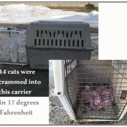 14 cats crammed into dog carrier in 17 degrees fahrenheit