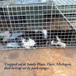 Park Ranger Allows Trapped Cat to Die in Trap