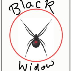 Black widow spiders can kill cats