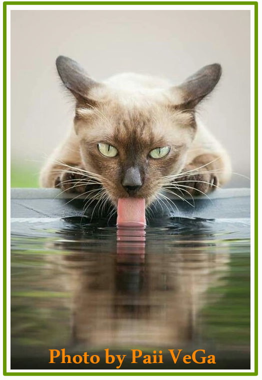 Do Cats Prefer Cold Water? PoC