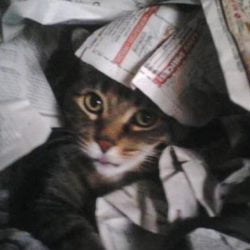 Ernie who was ostensibly poisoned by an essential oil