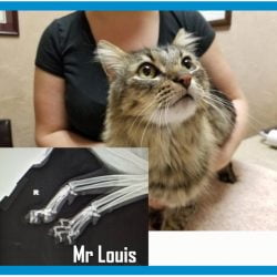 Mr Louis is suffering the long term consequences of declawing