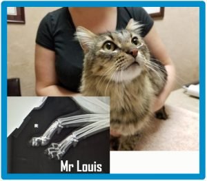 Mr Louis is suffering the long term consequences of declawing