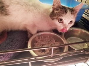 NC kitten rescue: This procedure was used to successfully 'thaw out' frostbitten stray kitty