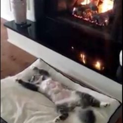 The contented Cat Video