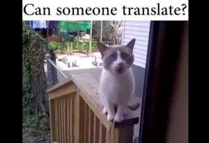 Confused Cat Demands to Enter House He Used to Visit