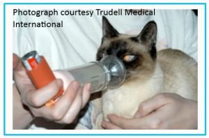 Are siamese cats prone to asthma?