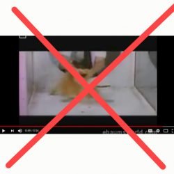 Cat on LSD video should be removed