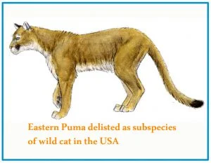 Eastern Puma delisted as subspecies of American wild cat