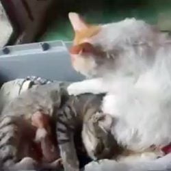 Father cat comforts mother cat