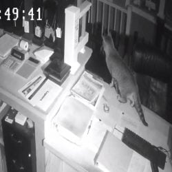 Owner complains about feral cats getting inside business facility