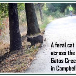 Feral cat colony Los Gatos