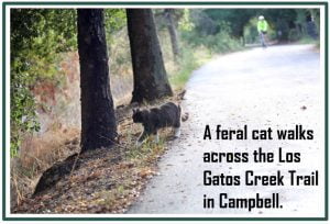 Feral cat colony Los Gatos
