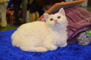 Fleecy Cloud Cat Breed